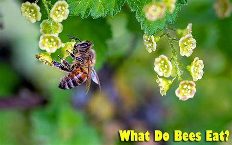 What Do Bees Eat Types Of Bees And Their Diet What Eats Bees