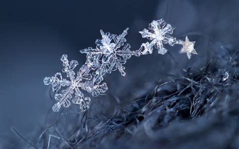 Wallpaper Ice Crystal Snowflakes Winter 2560x1600 Hd