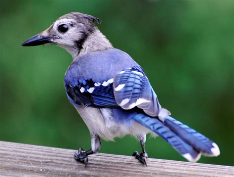 Blue Jay Juvenile Photo By Likeaduck Be Your Own Birder