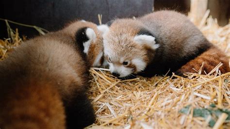 Twin Red Panda Cubs Born In Longleat Breeding Scheme Bbc News