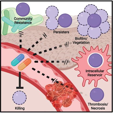 Frontiers Antibiotic Treatment Mechanisms For Failure And