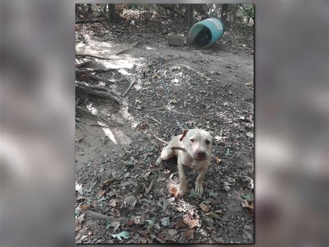 Photos Pit Bulls Rescued From Alleged Dog Fighting