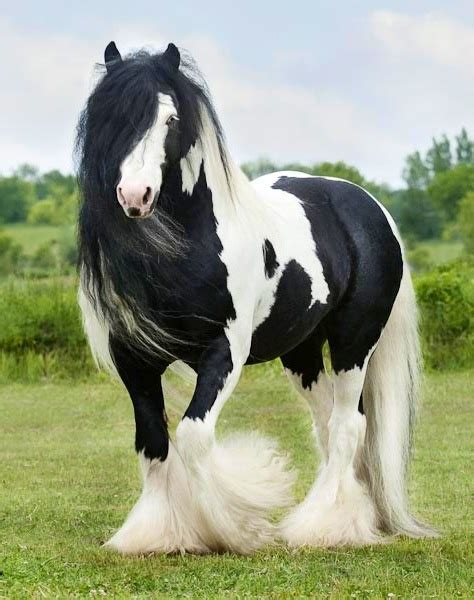 The gypsy horse is a beautiful and versatile breed. 358 best images about Gypsy Vanner on Pinterest | Horses for sale, The gypsy and White horses