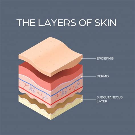 Cross Section Of Human Skin Layers Structure Skincare Medical Concept