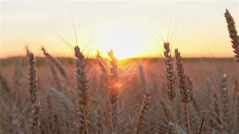 Sunlight Shining Through Ripe Wheat Ears At Sunset Lens Flare Stock