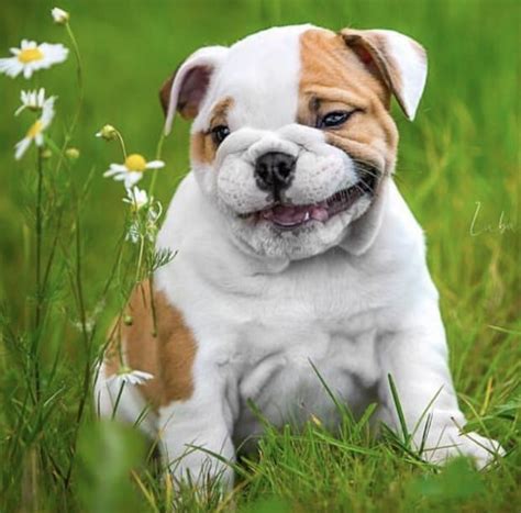 14 Photos Proving That English Bulldog Puppies Are The Cutest Bulldog