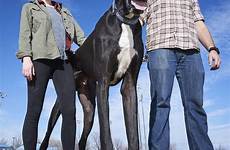 dane dog great tallest tall legs rocko zeus giant hind records feet guinness living mail daily online his couch tells
