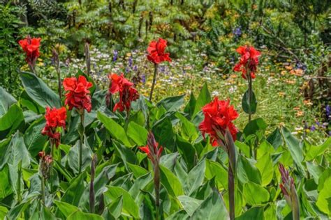 Canna Lily Plant Care Growing Tips Horticulture Co Uk