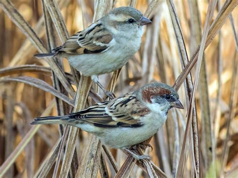 Sind Sparrow - eBird | Female house sparrow, Habitats, Sparrow