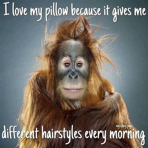 Every Morning Funny Animal Faces Monkeys Funny Funny Good Morning Memes