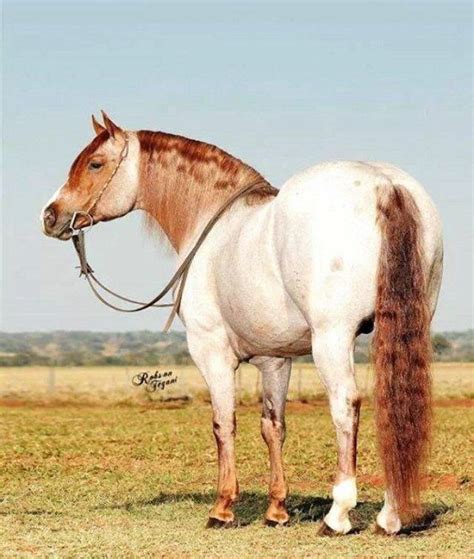 Red Dun Horse Lovely Color With Creamy Colored Coat And Red Marking On