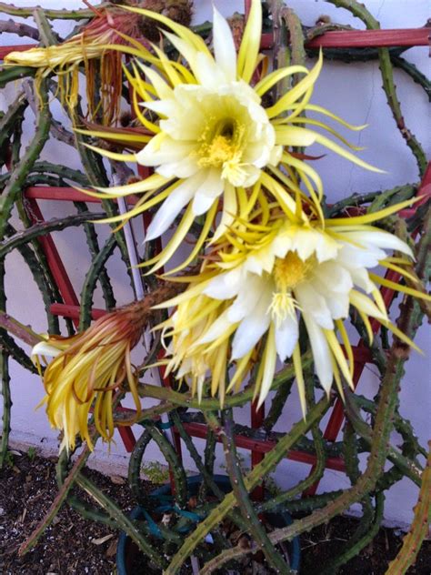 Snakeflower2 1200×1600 Orchid Cactus Unusual Plants Plants