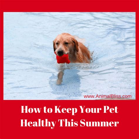 Symptoms (if you can call them that): How to Keep Your Pet Healthy and Safe this Summer | Animal ...