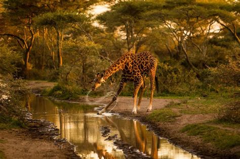 Shake It Off A Giraffe Shakes Water Off Its Head After Drinking From La