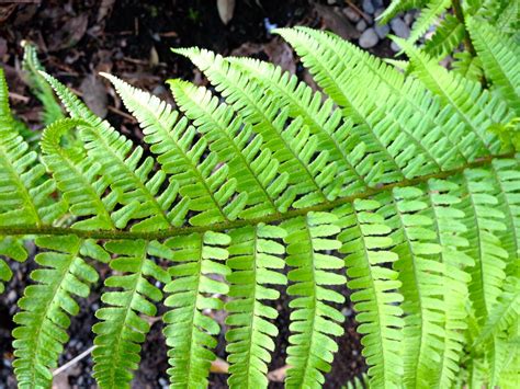 Ferns Know How To Get Along Plant Lust