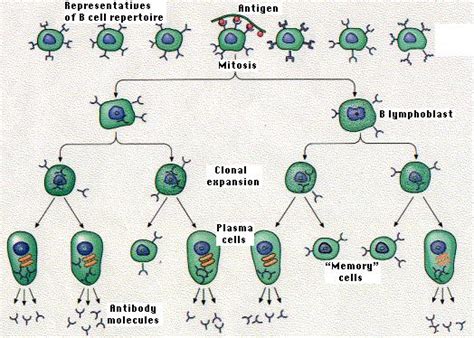 Clonal Selection