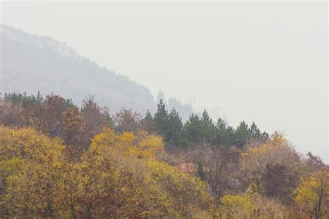 Autumn Forest In Foggy Day Stock Photo Image Of Landscape 104750190