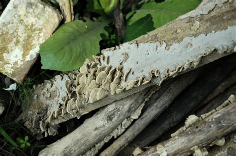 Irpex Lacteus Known Milkwhite Toothed Polypore Fungi Agaricomycetes