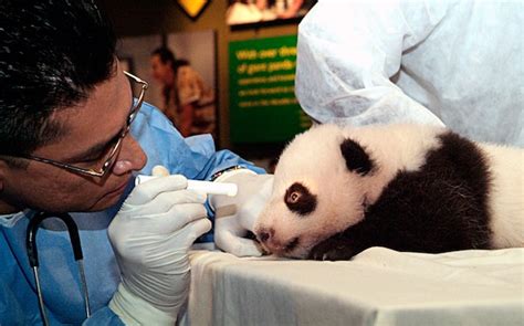 Its A Girl Baby Pandas Father Also Revealed The Washington Post