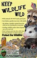 Wildlife Awareness Posters - Susquehannock Wildlife Society