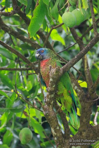 St Lucia Parrot Amazona Versicolor · Inaturalist
