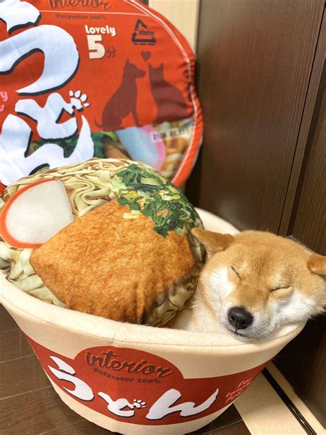 Maybe you would like to learn more about one of these? Apparently, You Can Buy A Cup Noodle Bed For Your Pet (11 ...