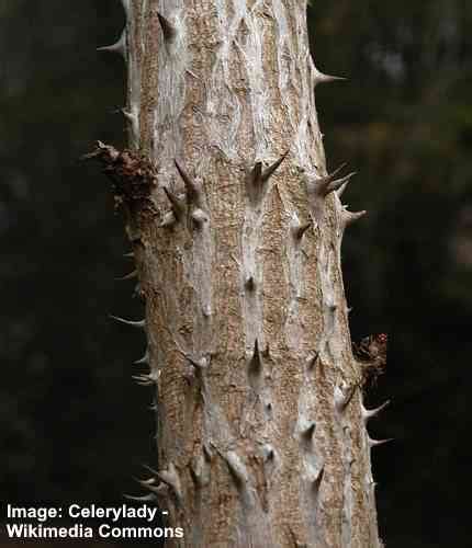 Thorn Trees Identification