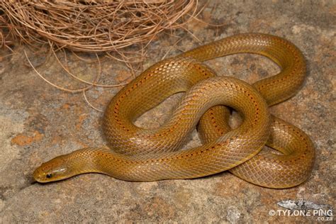 Aurora House Snake From Clarens South Africa On November 15 2019 At