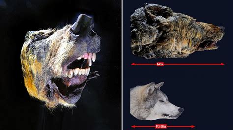 40000 Year Old Pleistocene Wolf With 16inch Head Found Perfectly