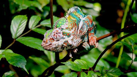 How A Chameleon Changes Color