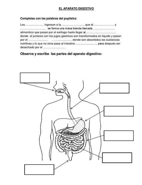 Ficha De Aplicaccion Del Sistema Digestivo Clippedonissuu Sistema