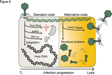 A Model For Of Standard And Alternative Code Use Throughout The Phage