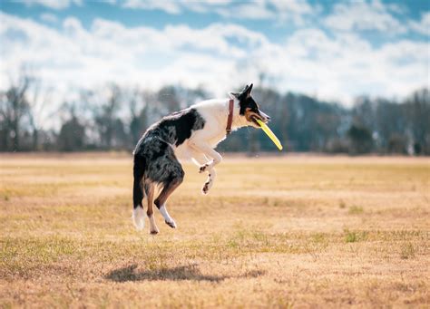 Black And White Short Coated Dog Jumping On Brown Grass Field · Free