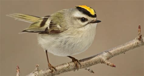 Golden Crowned Kinglet Sounds All About Birds Cornell Lab Of Ornithology