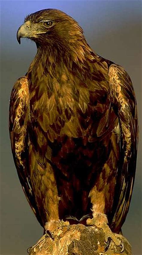 Birds of prey, also known as raptors, include species of bird that primarily hunt and feed on vertebrates that are large relative to the hunter. Eagles - Regal Birds of Prey | Animal Pictures and Facts | FactZoo.com