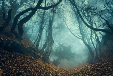Buy Laeacco 7x5ft Halloween Theme Backdrop Vinyl Twilight Misty Forest