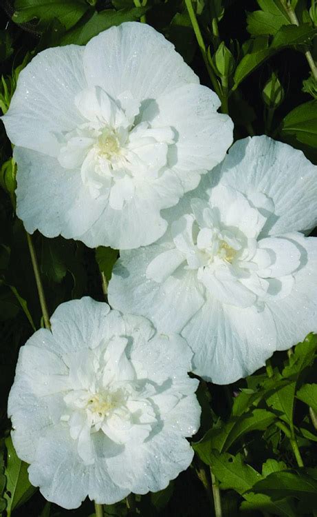 White Chiffon Rose Of Sharon Wilson Bros Gardens Free Shipping