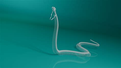 3d Model Snake Skeleton King Cobra Snake Cobra Snake Snake