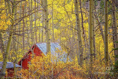 Red Cabin Photograph By Francine Collier Fine Art America