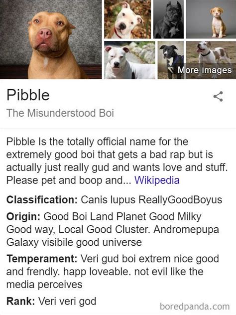 Pibble Fake Wikipedia Cute Funny Animals Funny Dogs Cat In Heat
