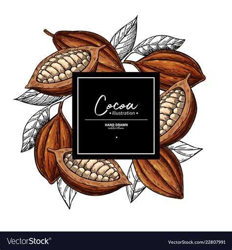 Cocoa Frame Superfood Drawing Template Royalty Free Vector