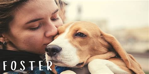 Foster A Shelter Animal