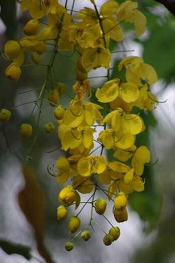 Golden Shower Tree Outdoor Plants Plantshopme