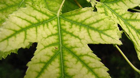 Ask An Expert Iron Chlorosis Symptoms Causes And Solutions
