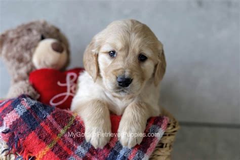 Contact for your puppy now. Cheyenne | AKC Golden Retriever Puppies for Sale in Ohio