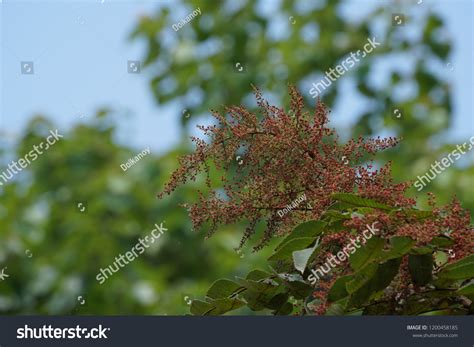 Rhus Chinensis Chinese Sumac Nutgall Tree Stock Photo 1200458185