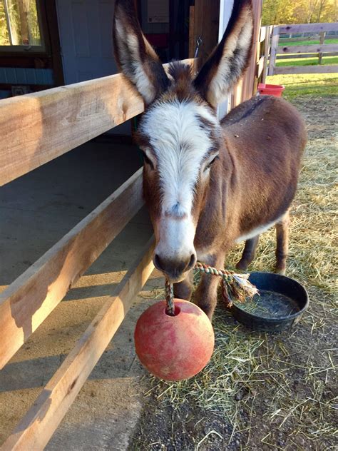 Joe Donkey | Cute donkey, Animals beautiful, Donkey