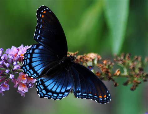 Types Of Purple Butterflies