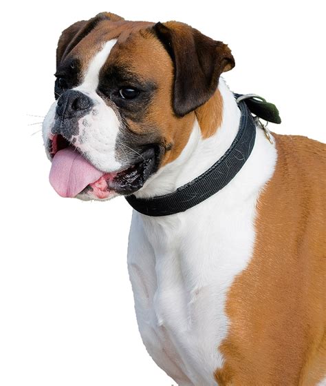 Download Boxer Dog Png Image For Free