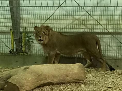 Wild Animal Sanctuary Welcomes New Lions Lynx Coyote The Denver Post